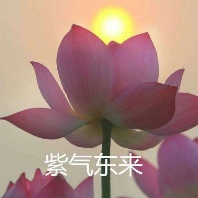 转生灭仙游戏